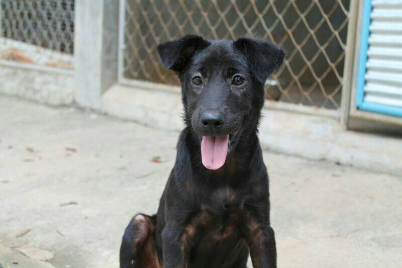 Sponsor Lanta Animal Welfare 1 Sponsor Lanta Animal Welfare 1