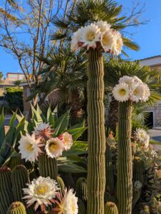 villa-alicante-tuin