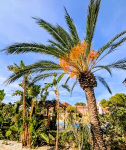 villa-cococabana-palmtrees